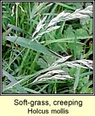 soft-grass,creeping