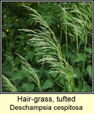 hair-grass,tufted