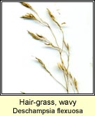 hair-grass,wavy