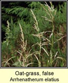 oat-grass,false
