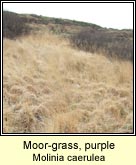 moor-grass,purple