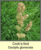 cocksfoot