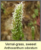 vernal-grass,sweet