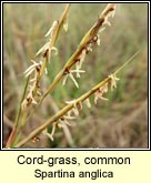 cord-grass,common
