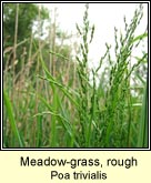 meadow-grass