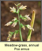 meadow-grass,annual