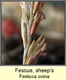 fescue,sheeps