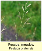 fescue,meadow