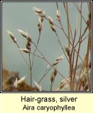 hair-grass,silvery