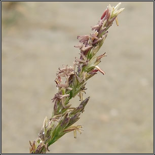 Common Saltmarsh-grass, Puccinellia maritima