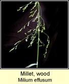 millet, wood