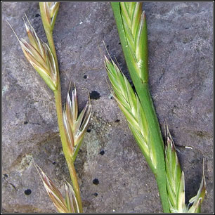 rye grass expression