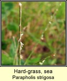 hard-grass,sea
