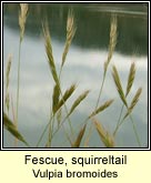 fescue,squirreltail