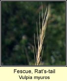 fescue,rats-tail