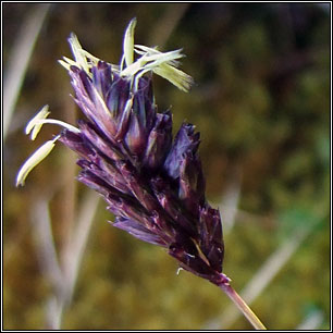 Blue Moor-grass, Sesleria caerulea