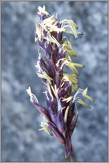 Blue Moor-grass, Sesleria caerula