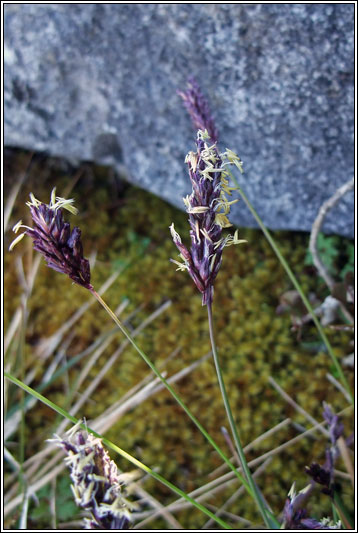 Blue Moor-grass, Sesleria caerula