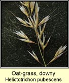 Oat-grass, downy