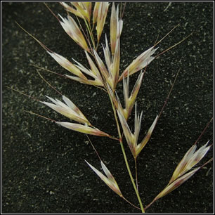 Downy Oat-grass, Avenula pubescens, Helictotrichon pubescens