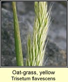 Oat-grass, yellow