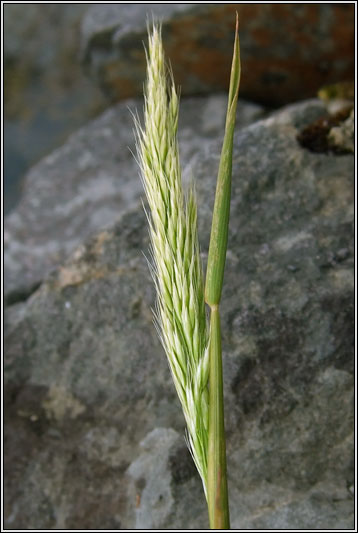 Yellow Oat-grass, Trisetum flavescens