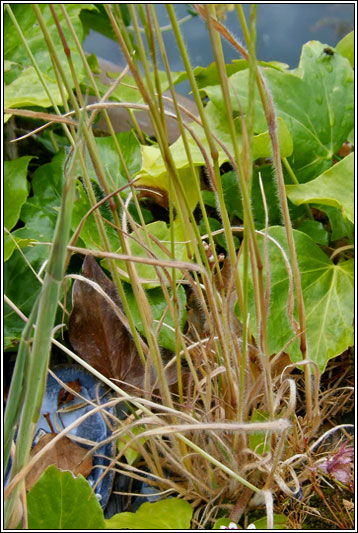 French Oat-grass, Gaudinia fragilis