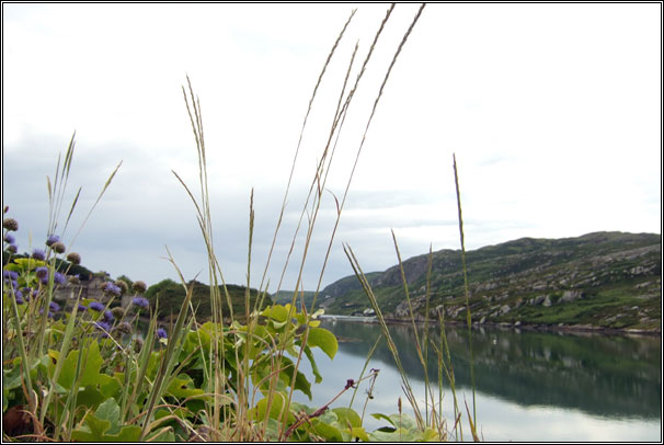 French Oat-grass, Gaudinia fragilis