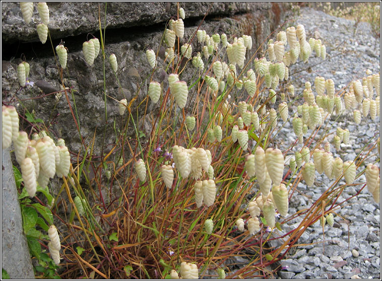 Greater Quaking-grass, Briza maxima