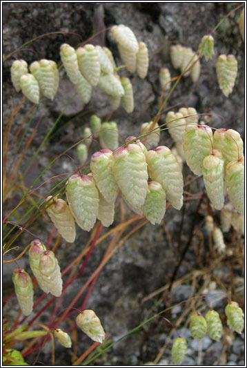 Greater Quaking-grass, Briza maxima