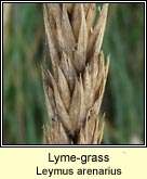 Lyme-grass