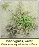 whorl-grass,water