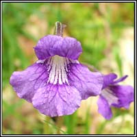 butterwort,large_flowered (leith uisce)