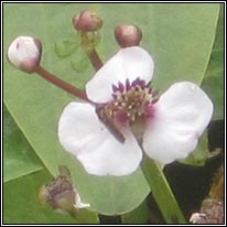 Arrowhead, Sagittaria sagittifolia