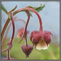 Water Avens, Geum rivale