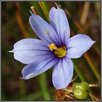 Blue-eyed-grass, Sisyrinchium bermudiana