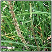 Sea Arrowgrass, Triglochin maritima