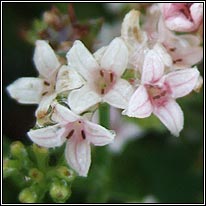 Squinancywort, Asperula cynanchica