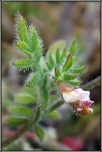 Birds-foot, Ornithopus perpusillus