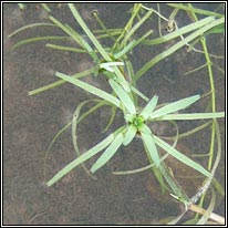 Intermediate Water-starwort, Callitriche hamulata, Réiltín meánach