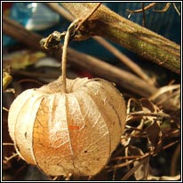 Cape-gooseberry, Physalis peruviana