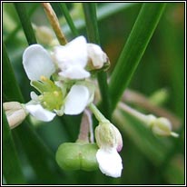 English Scurvygrass, Cochlearia anglica, Carrán muirisce