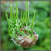 Crow Garlic, Wild Onion, Allium vineale