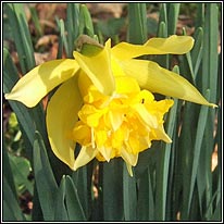 Daffodil, Narcissus agg, Lus an chromchinn
