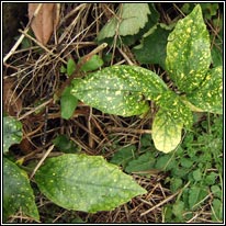 Spotted Laurel, Aucuba japonica