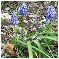 Grape-hyacinth, Muscari armeniacum