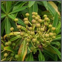 Honey Spurge, Euphorbia mellifera