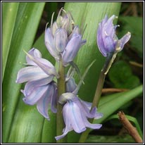Hybrid Bluebell, Hyacinthoides x massartiana