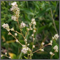 Dittander, Lepidium latifolium, Piobracas