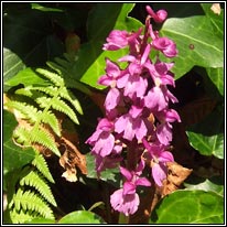 Early Purple Orchid, Orchis mascula, Magairlín meidhreach